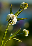 BB 05 0147 / Trifolium montanum / Bakkekløver